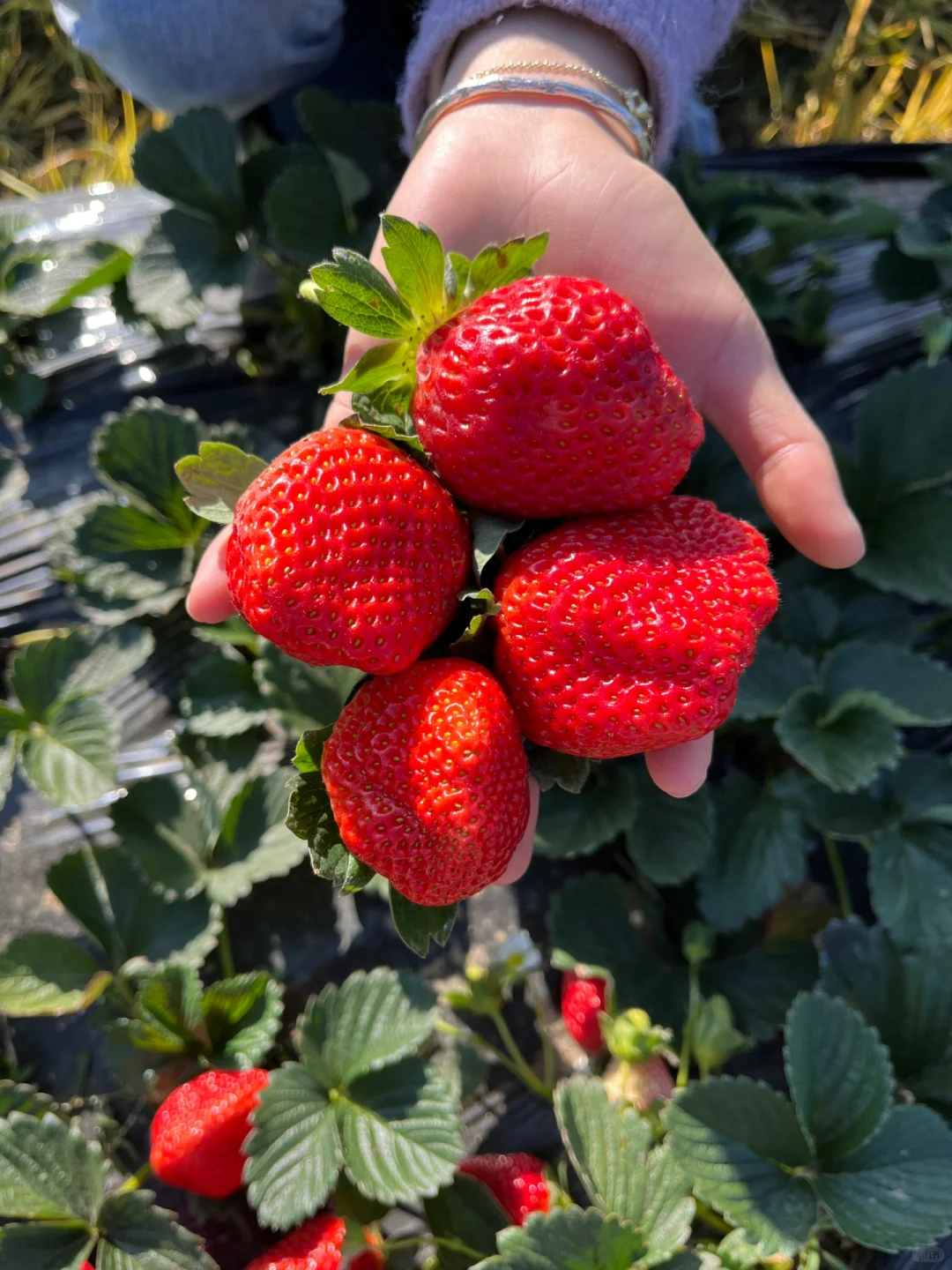 露天草莓🍓🍓新鲜美味，主打一个健康