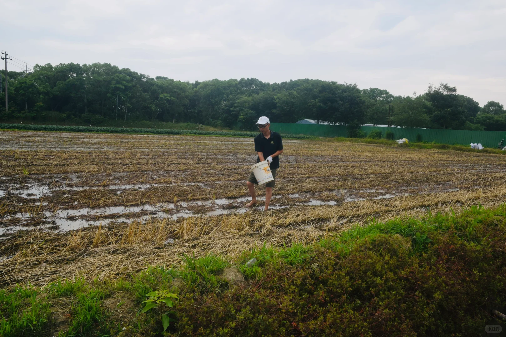 生态农场的机械困境：抢不过大户｜稻蚕共生