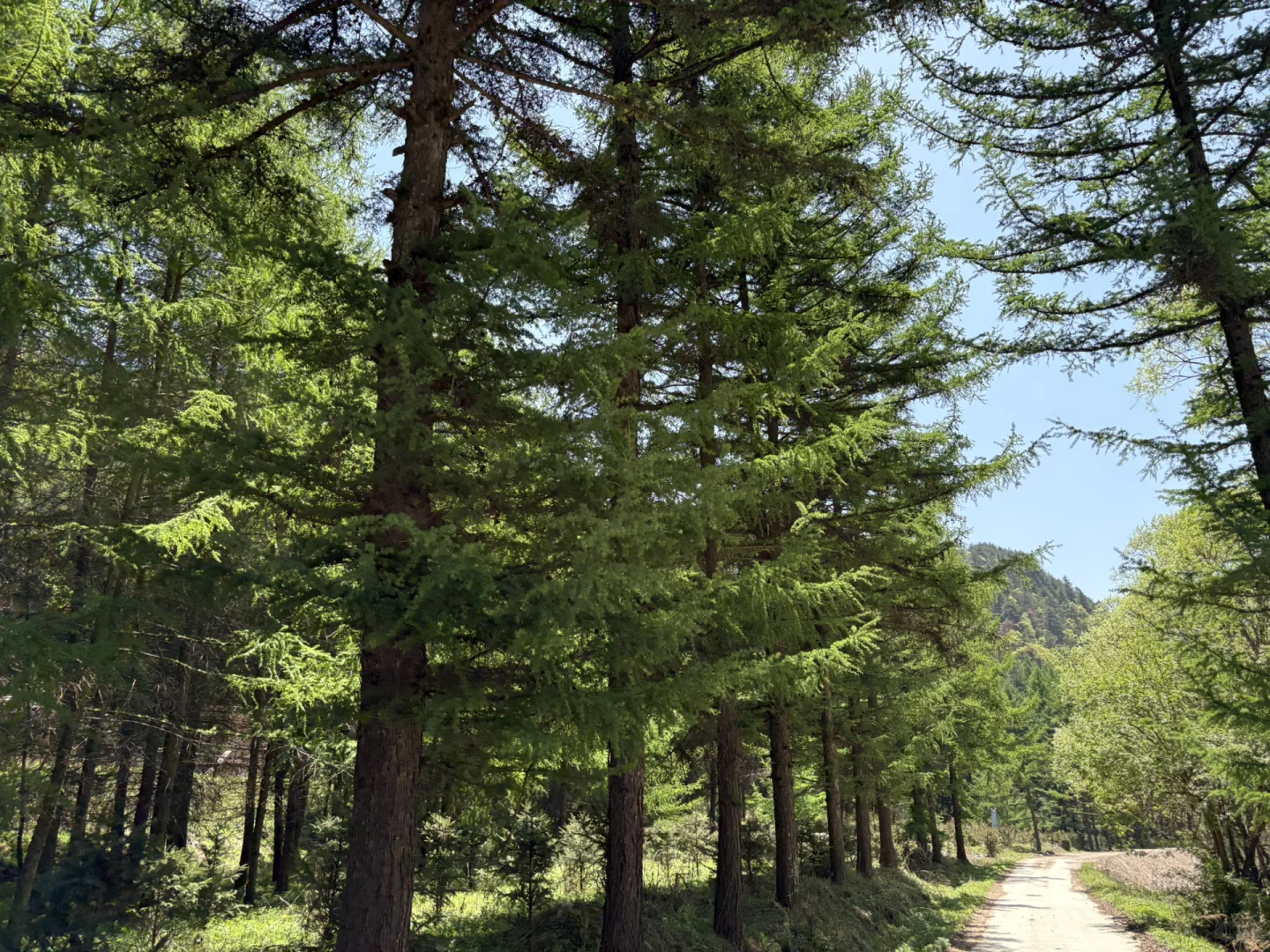 事业编林场入职第二十三天