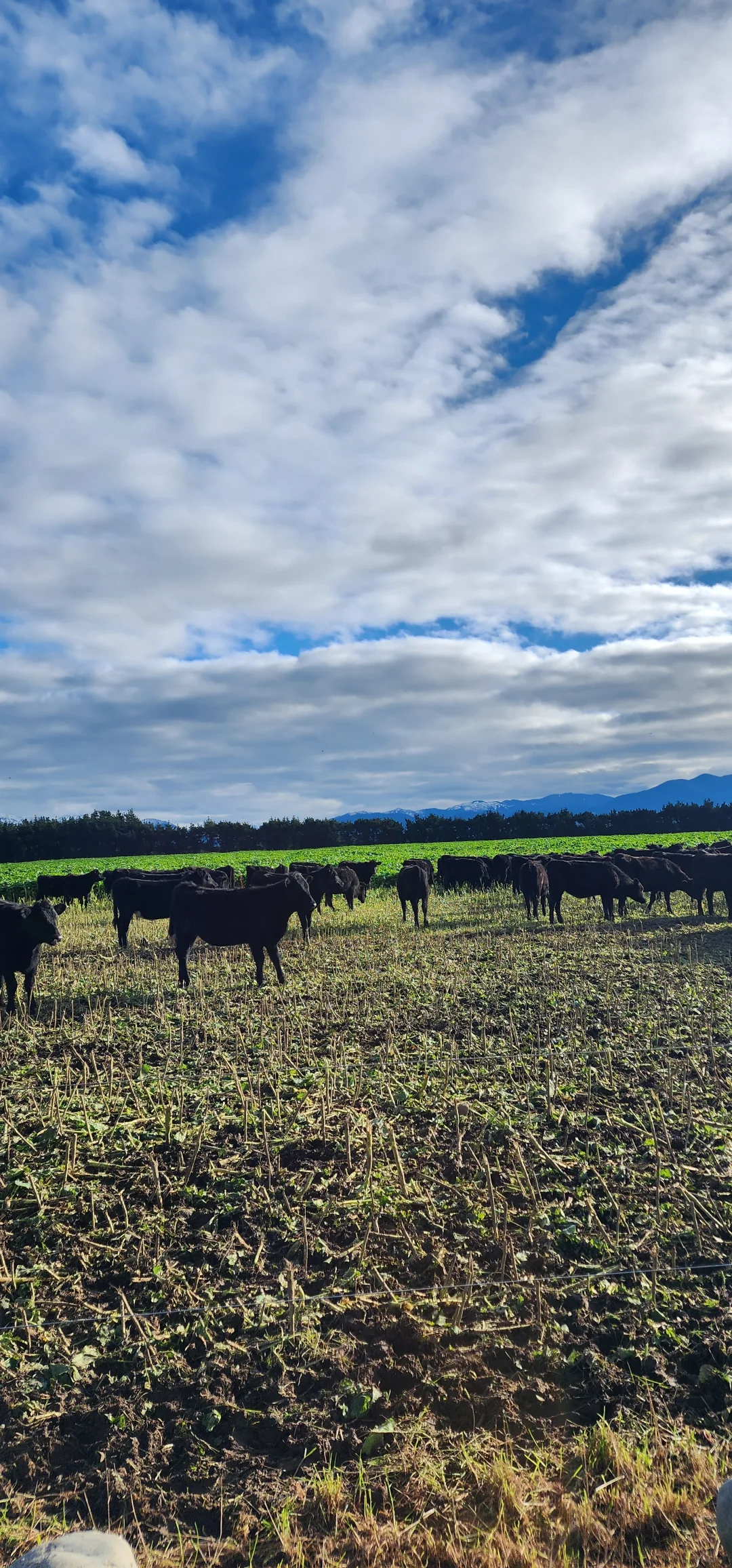 在新西兰做个牧场主的体验
