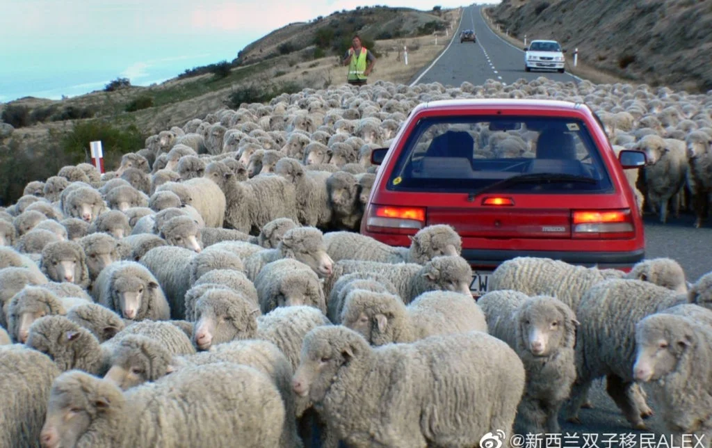 新西兰是一个羊比人多的国家