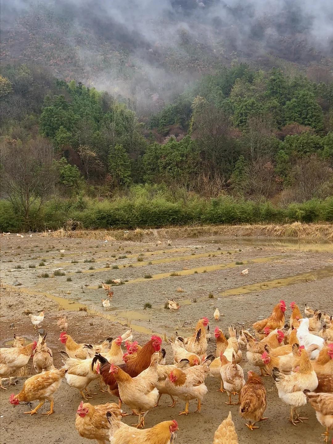 看鸡群和山，都好治愈~