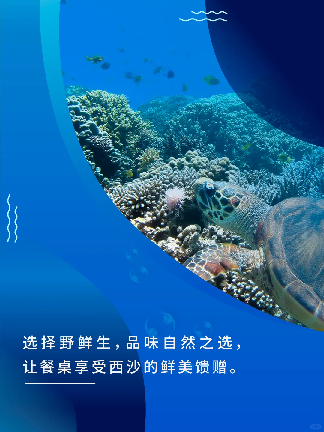西沙渔荻–深海的珍馐馈赠