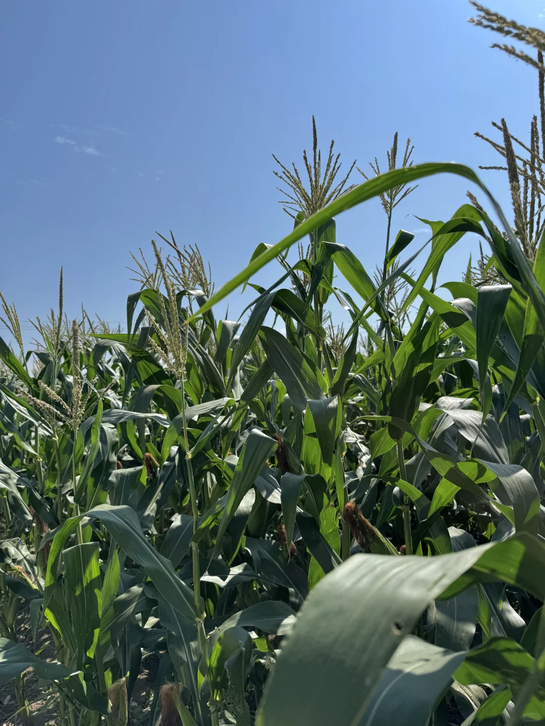 风吹麦浪，玉米熟了