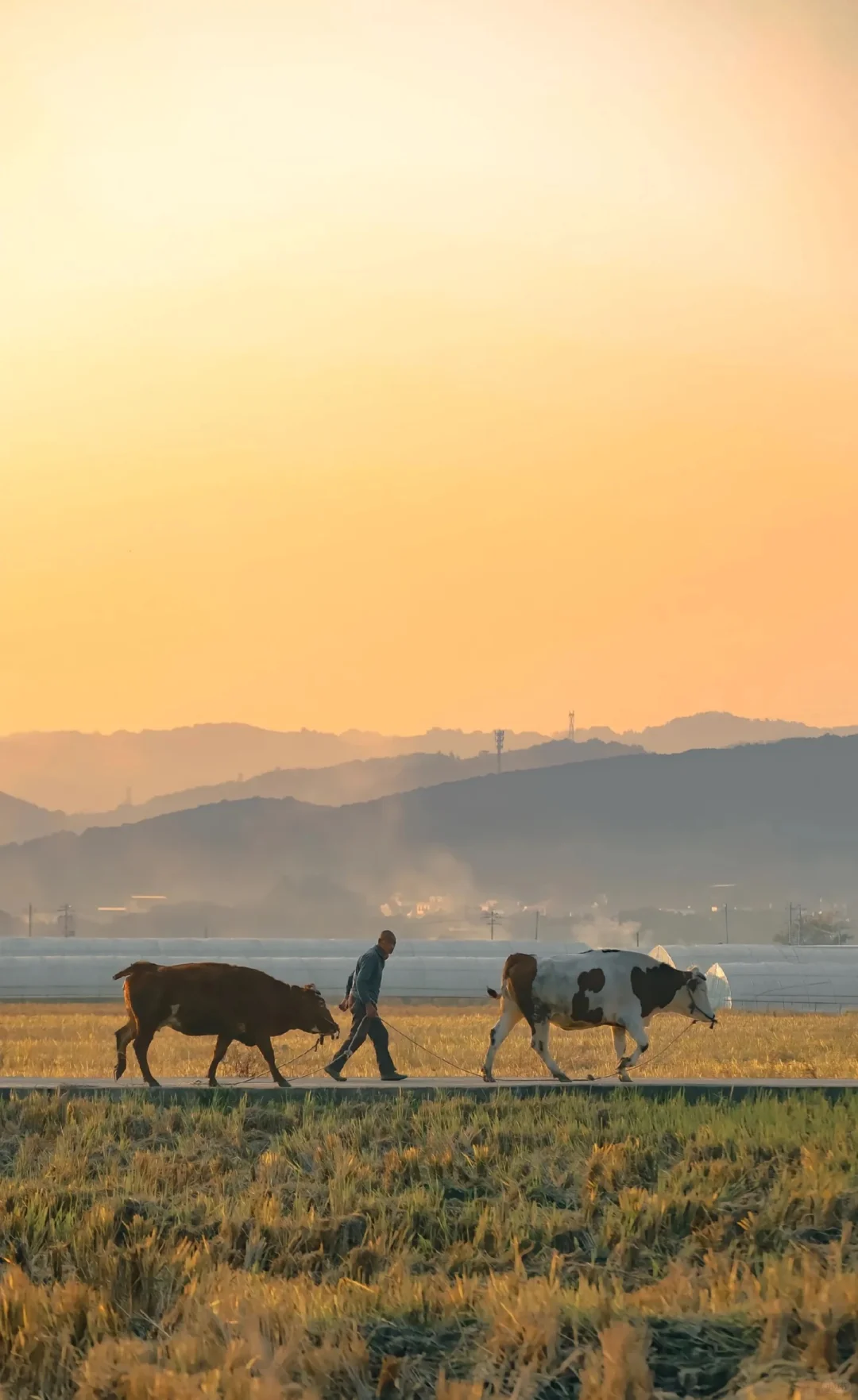 读“一号文件”,悟“三农”之重