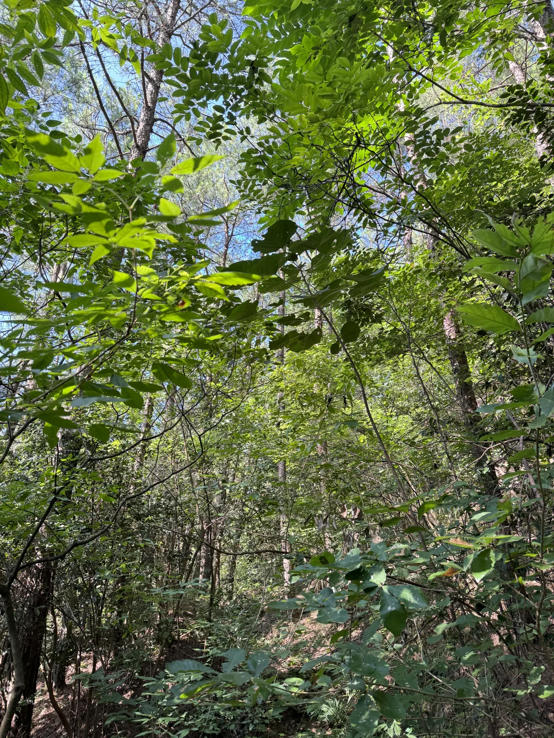 林业女研究生外业日常🧩