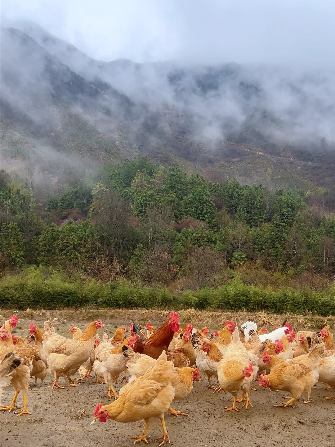 看鸡群和山，都好治愈~