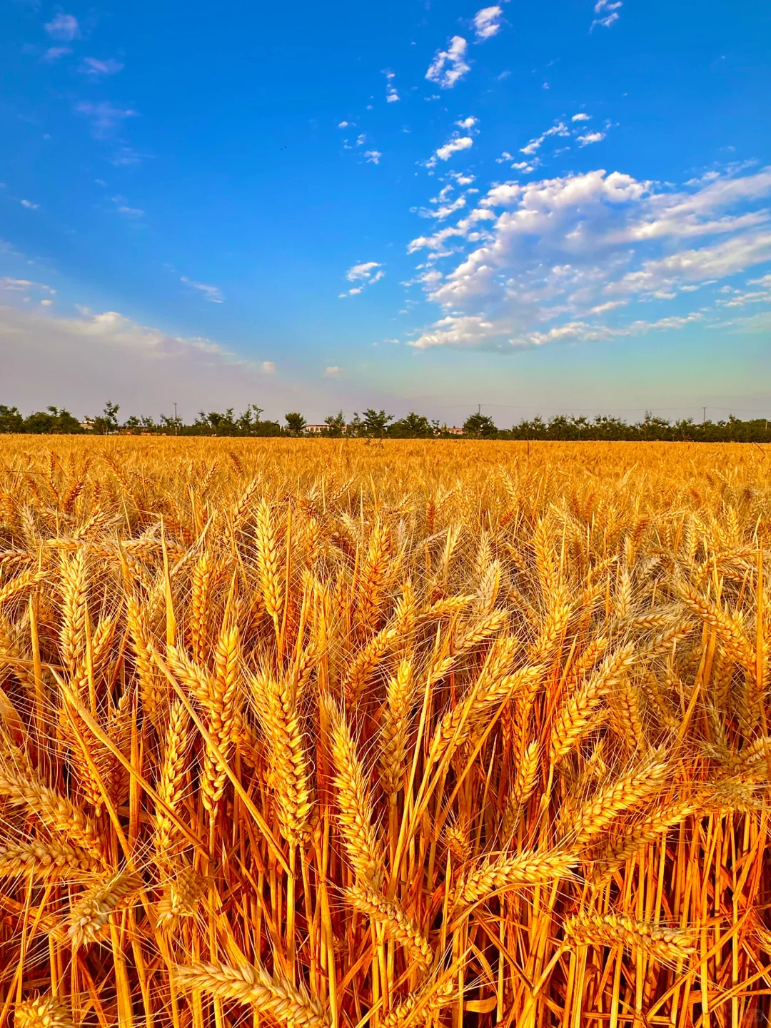 🌾🌾 金色麦浪 田野的色彩