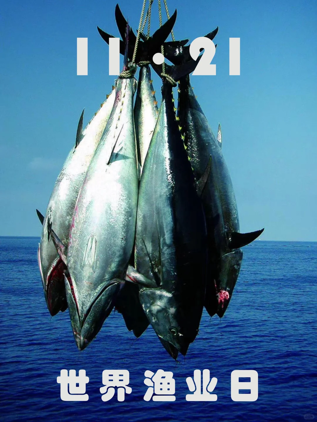 🐟11·21｜世界渔业日