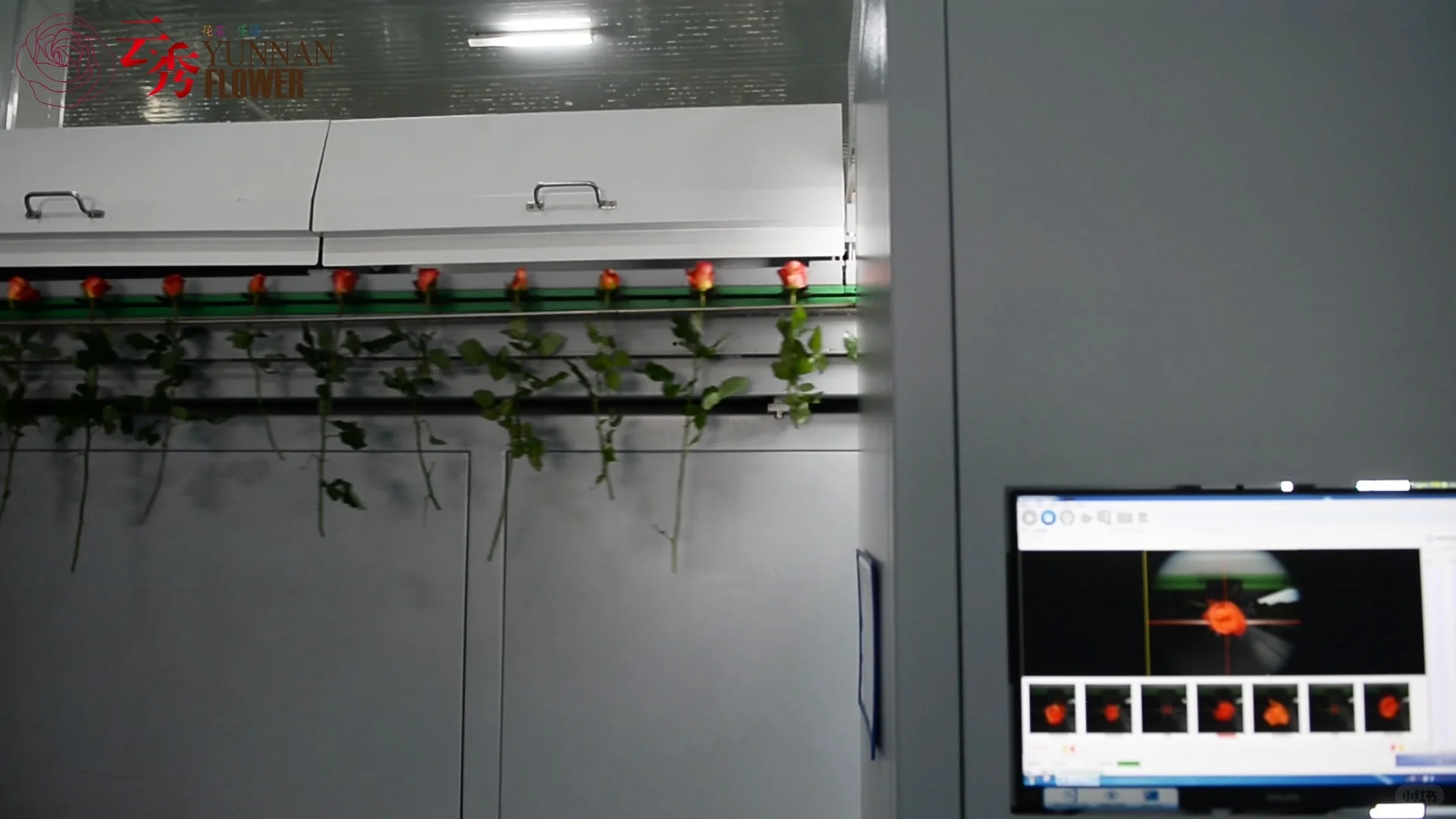 设施农业下盛开的云南鲜花-采后加工篇