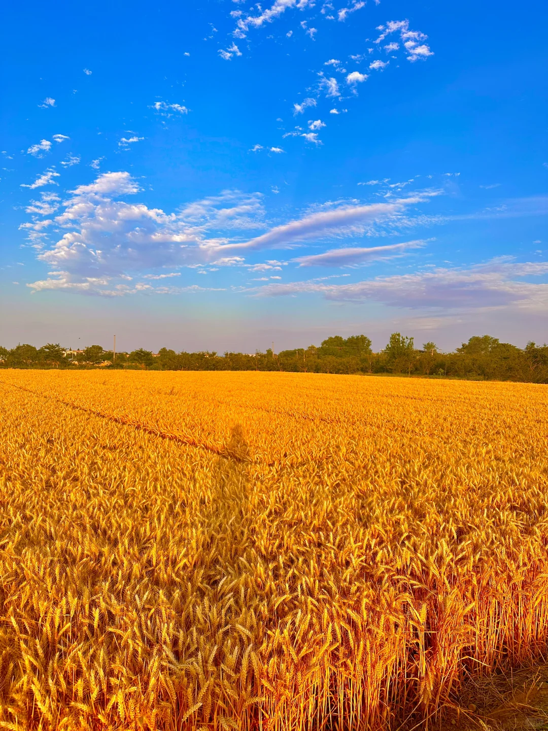 🌾🌾 金色麦浪 田野的色彩