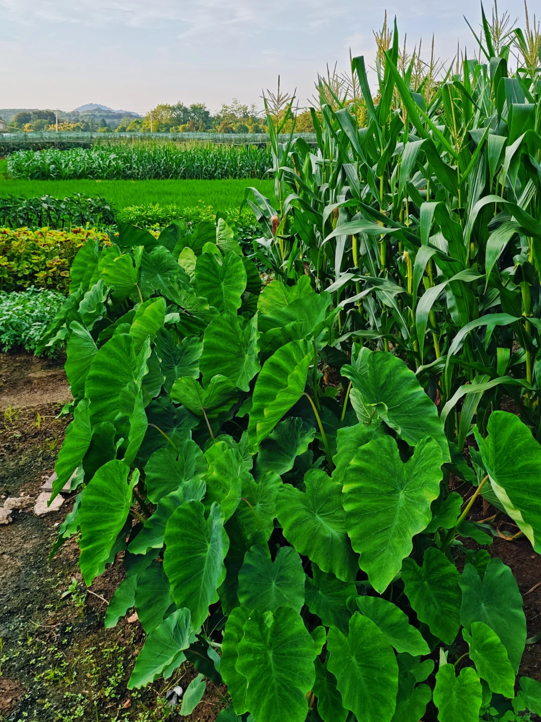 山居:七月的田野，远山、晨光、作物