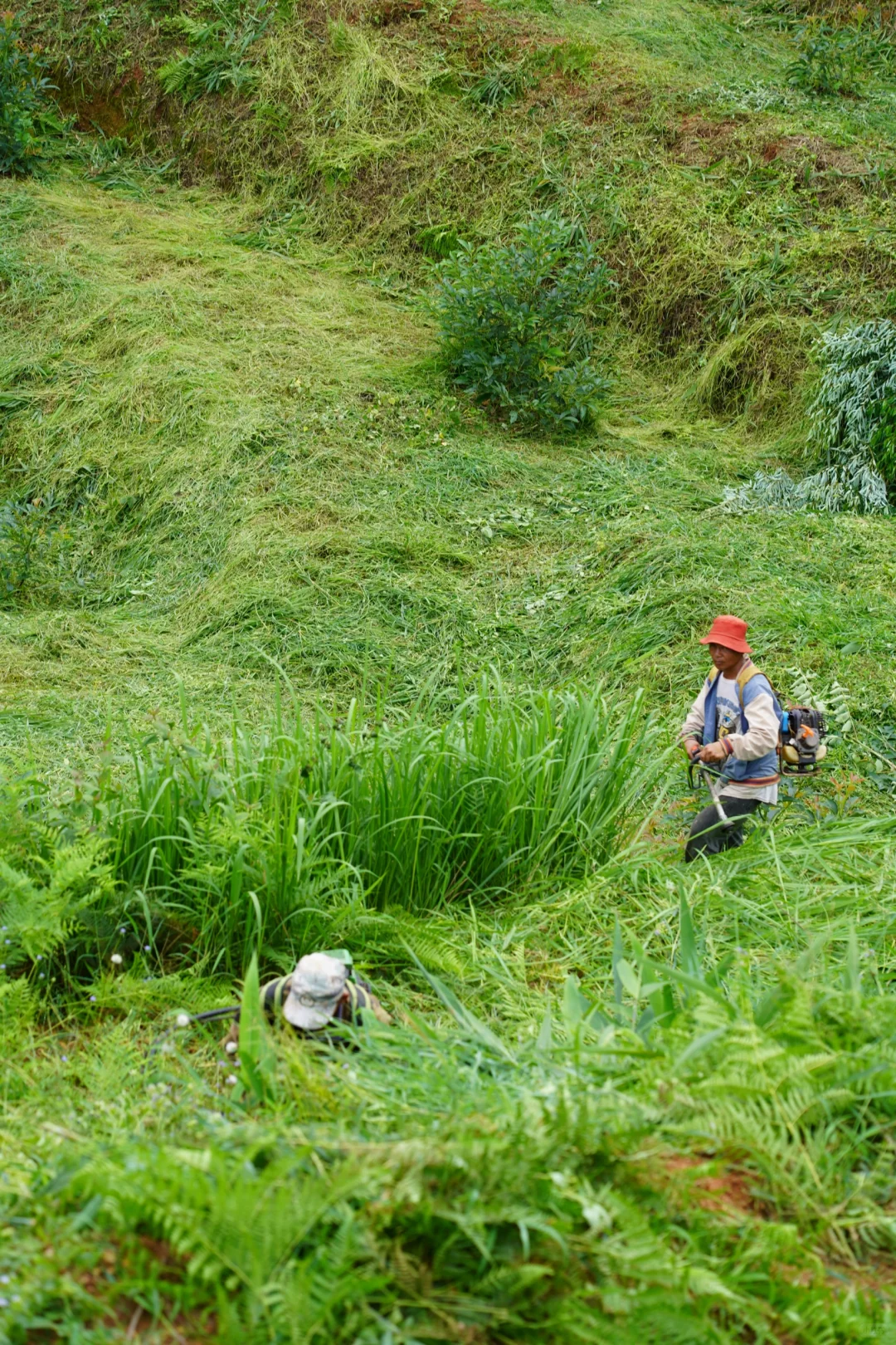 坚持人工除草！是新农人的第一步坚守……