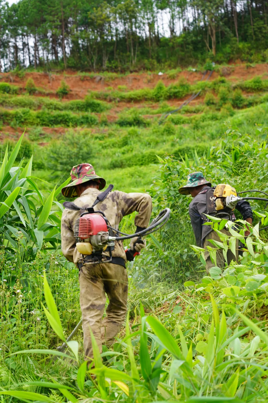 坚持人工除草！是新农人的第一步坚守……