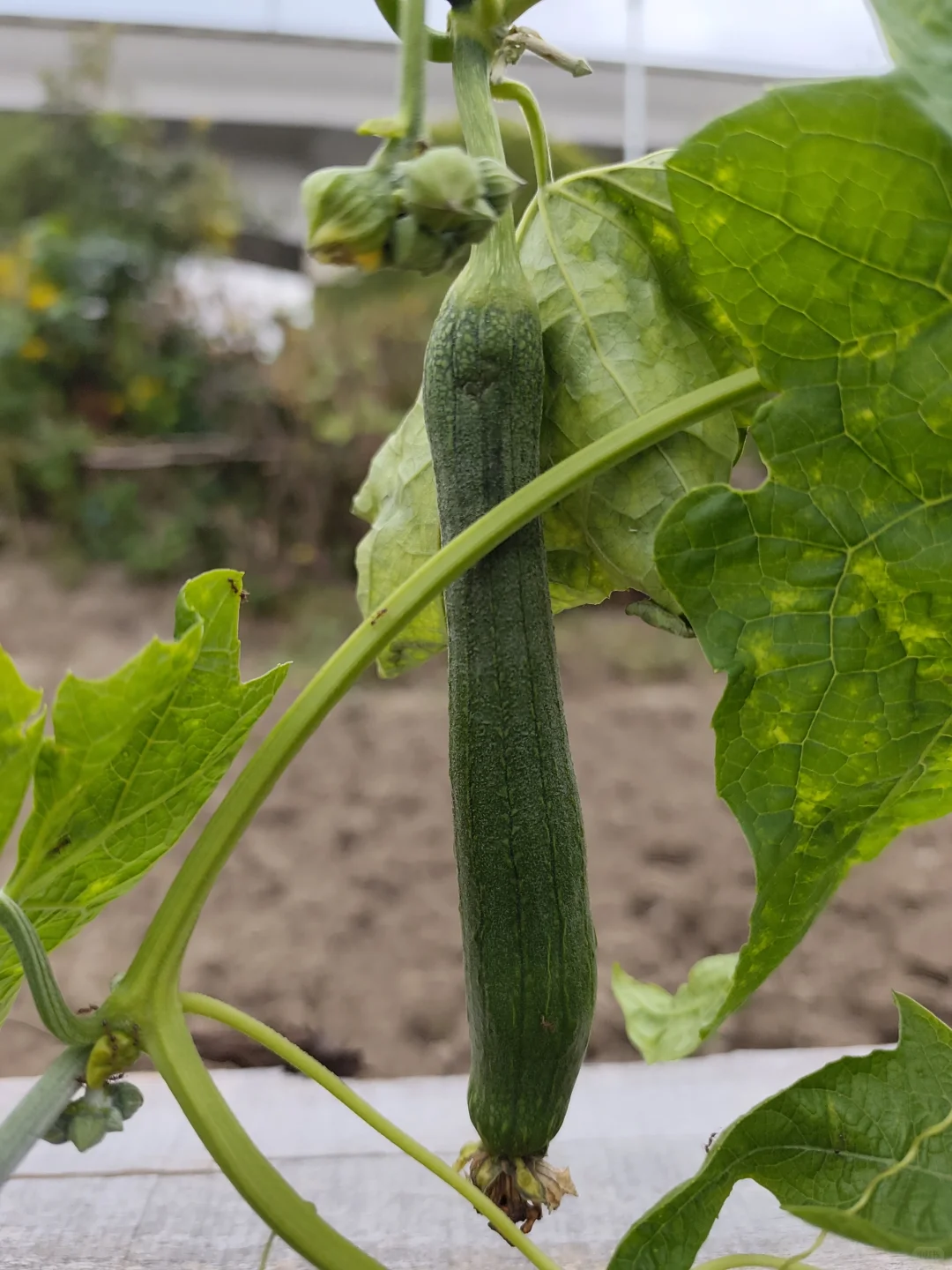 田园梦，我在上海浦江替大家试过了！