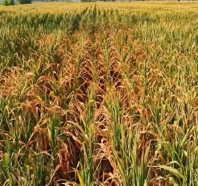 河南遭遇近25年以来最严重旱情 让人心疼！