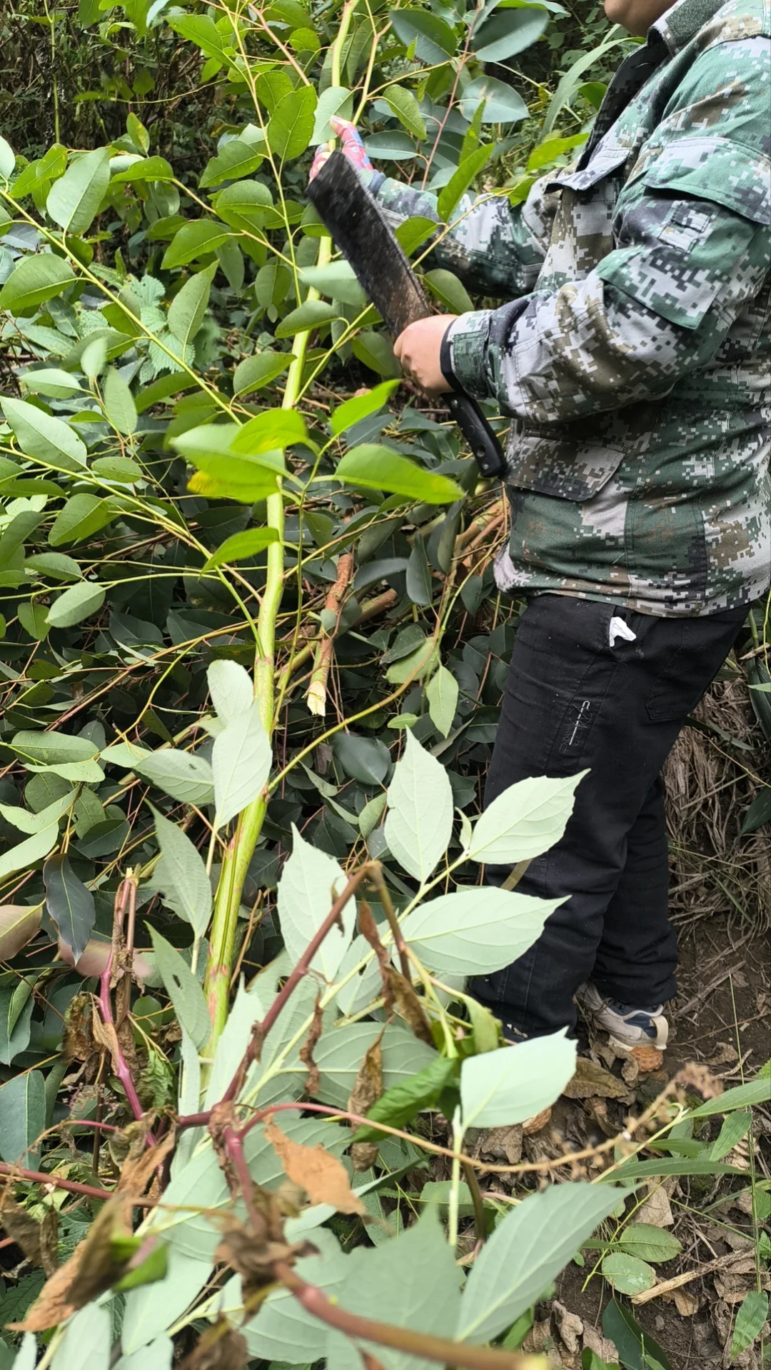 体验了一把林业员的日常