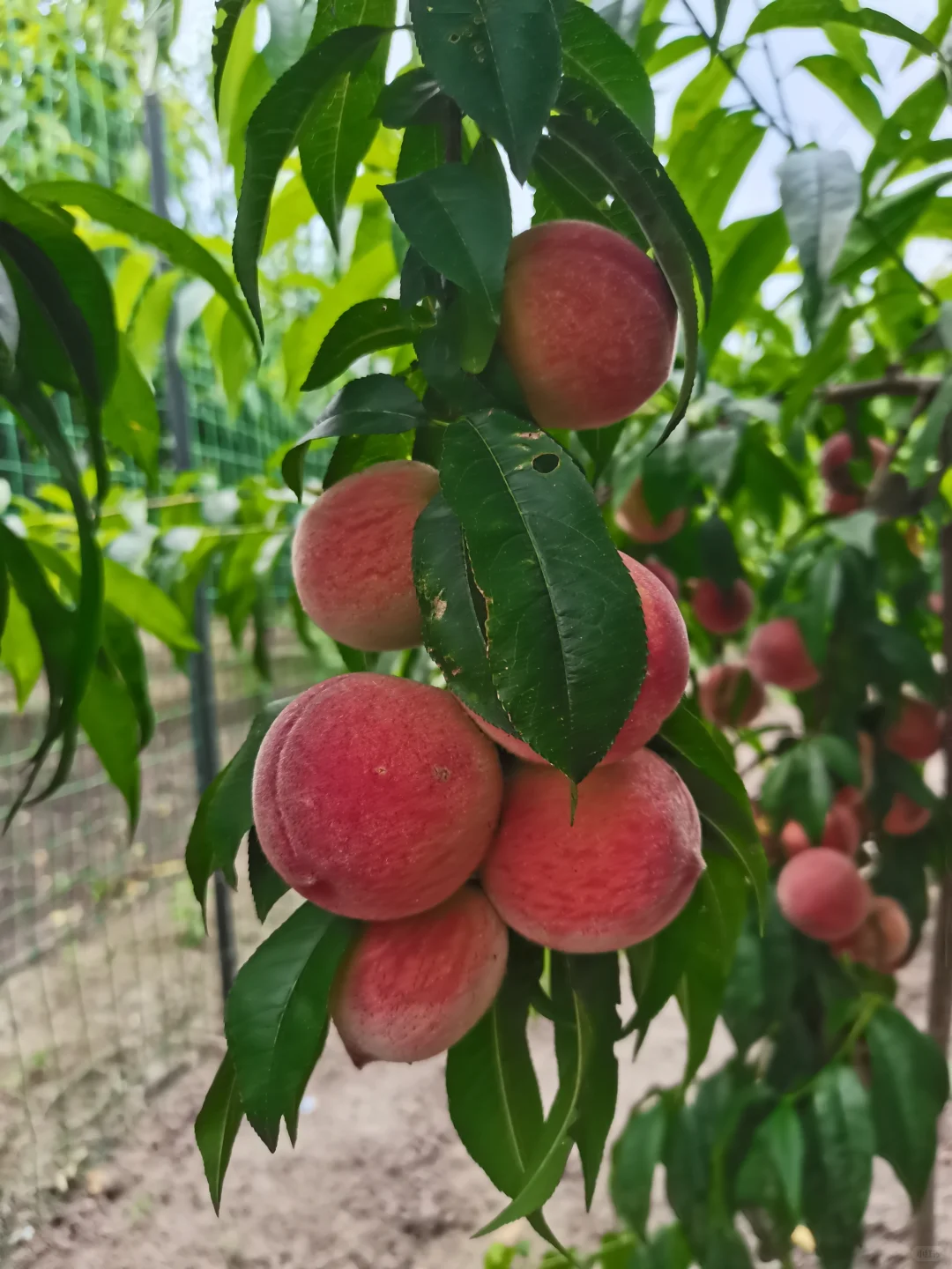 早知道超市十几块一斤，我就背回苏州卖了！
