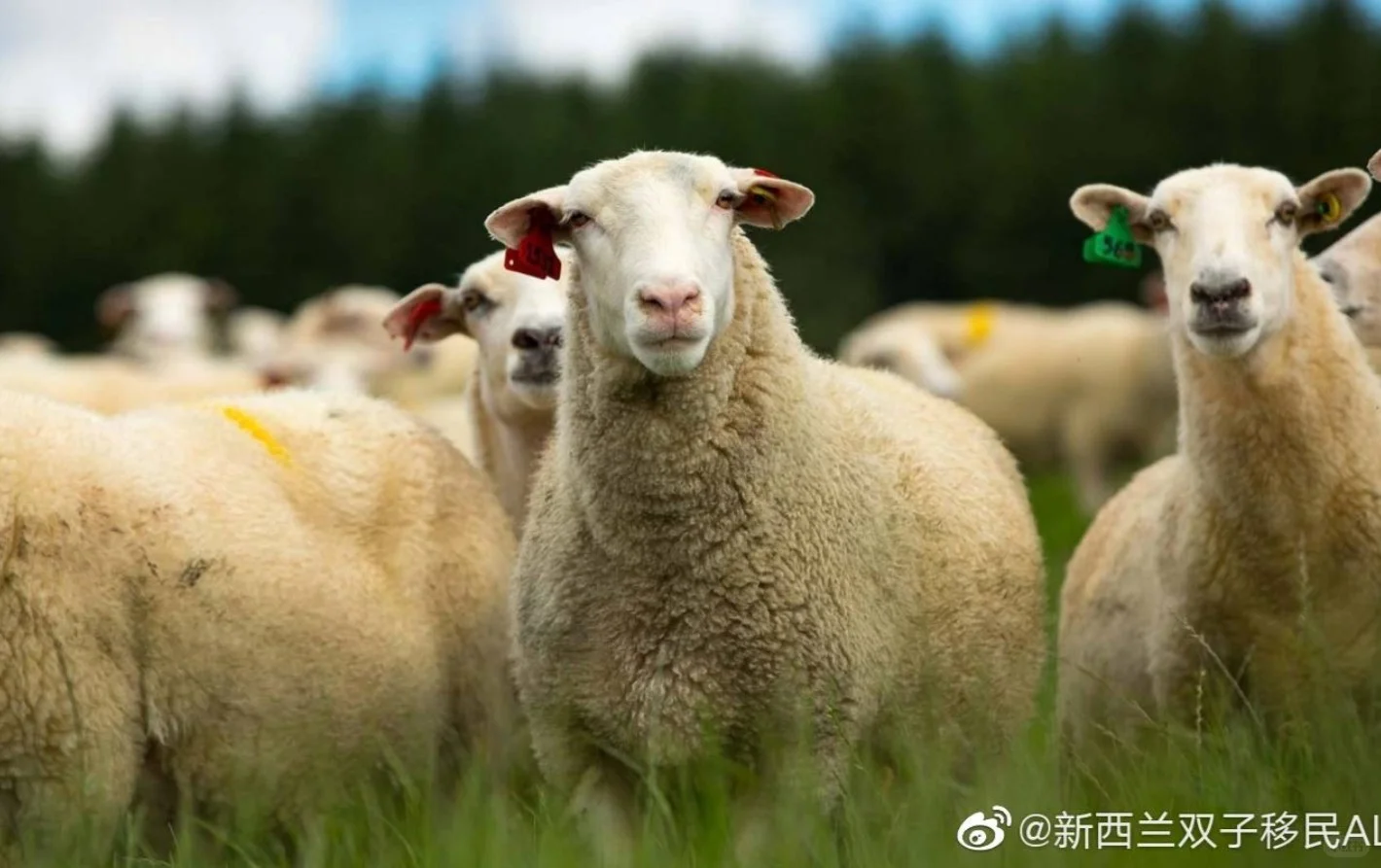 新西兰是一个羊比人多的国家