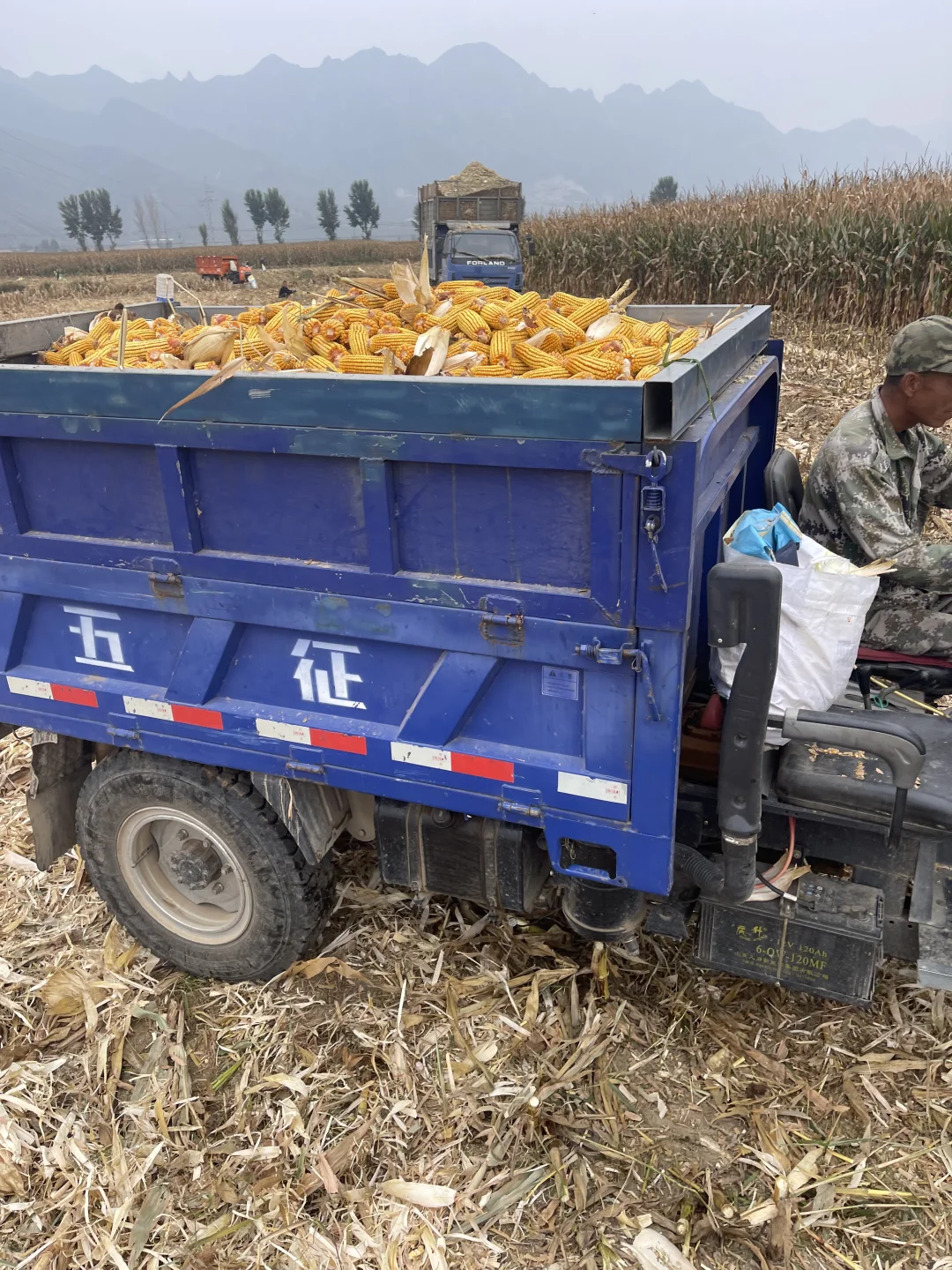 算了 和你们城里人说不清掰玉米👩‍🌾的快乐