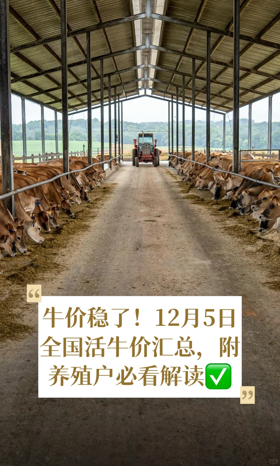 牛价稳了！12月5日全国活牛价汇总，附养殖