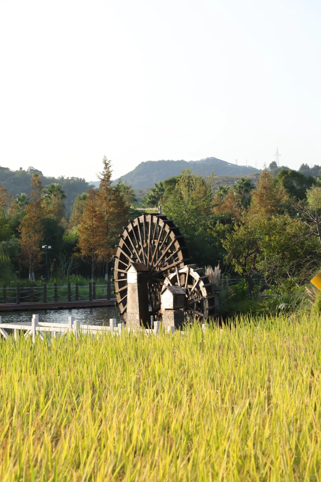 稻谷熟了｜秋天的味道金灿灿的