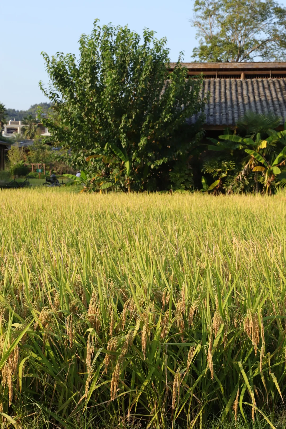 稻谷熟了｜秋天的味道金灿灿的