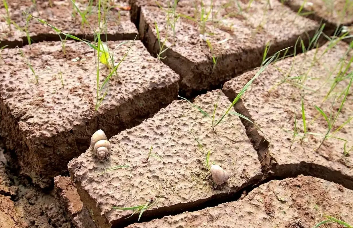 河南遭遇近25年以来最严重旱情 让人心疼！