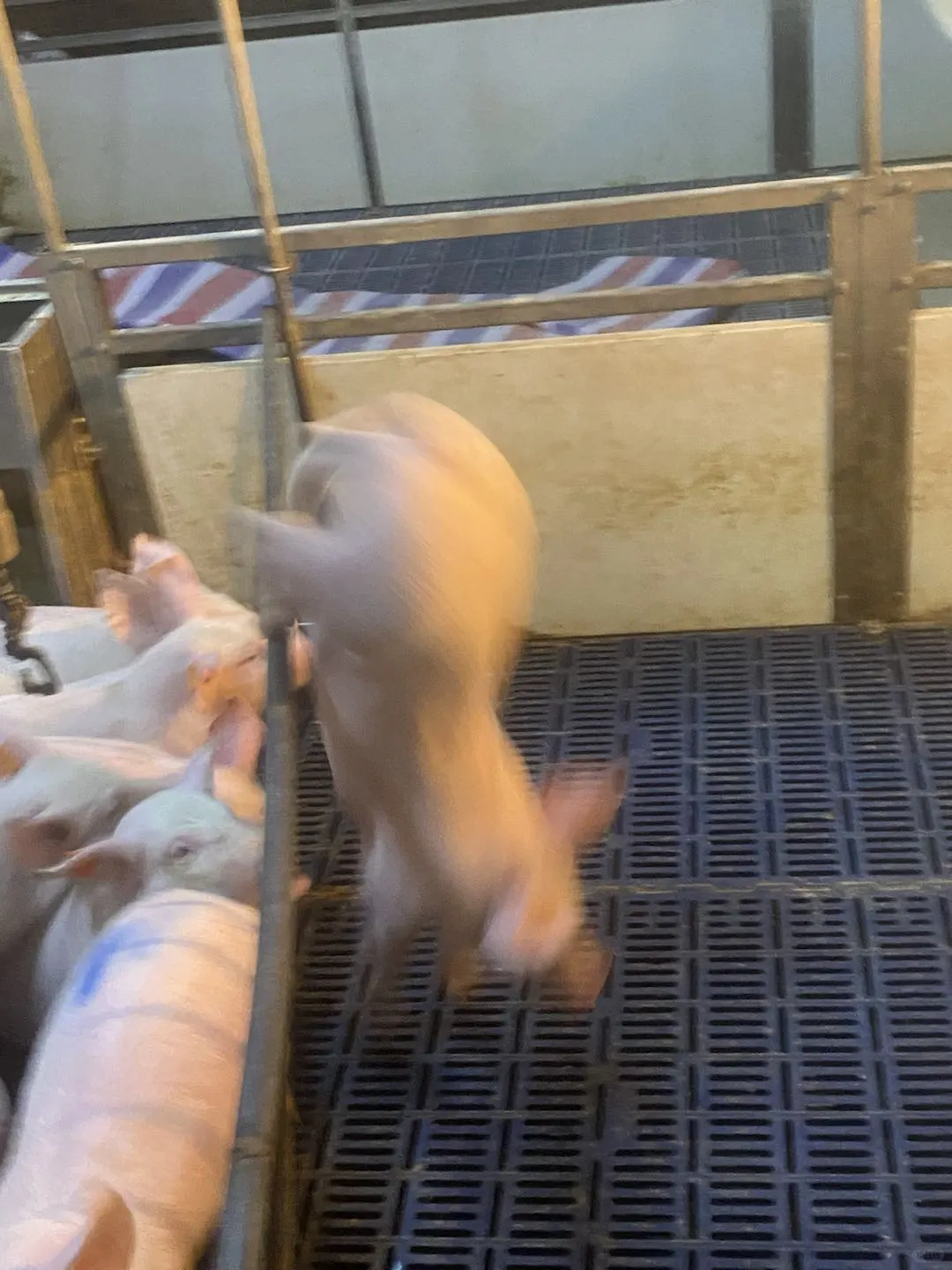 猪场离职半年，才发现所谓的自由只是你一厢