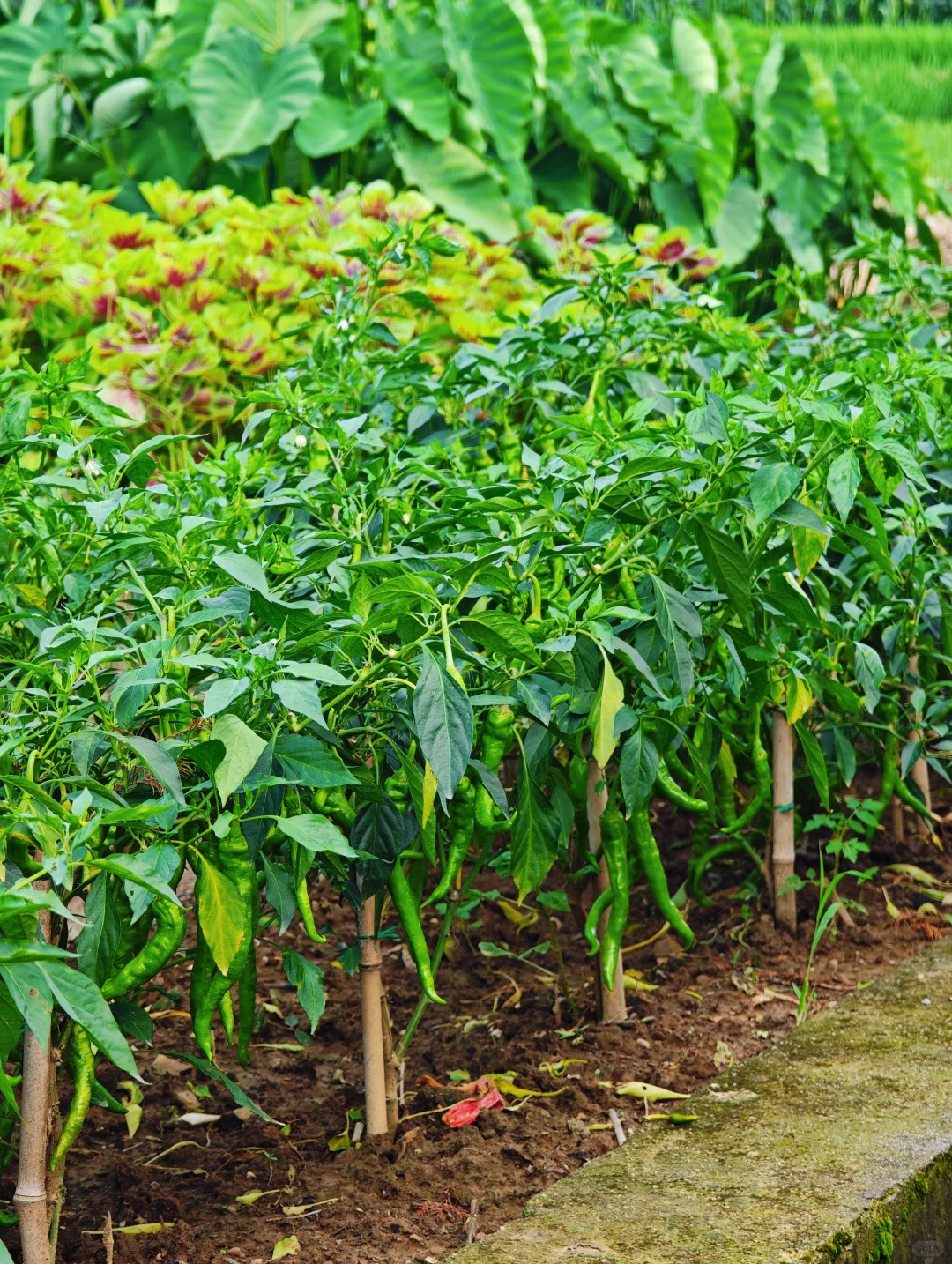 山居:七月的田野，远山、晨光、作物