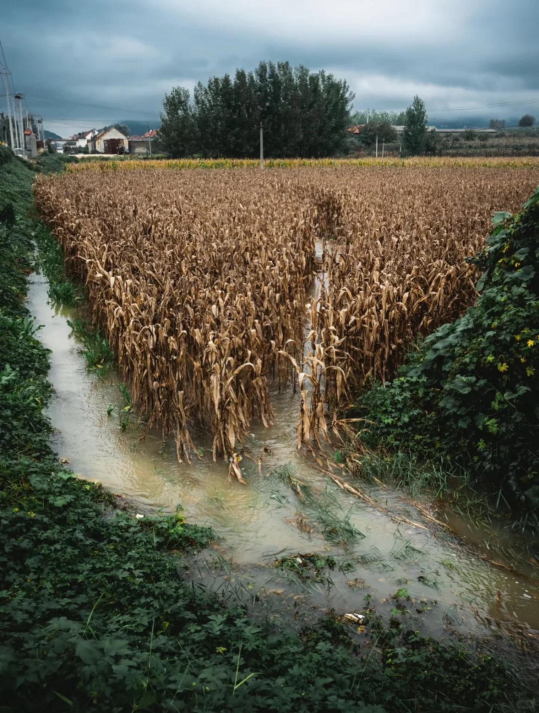 谁会想到这里会种玉米🌽