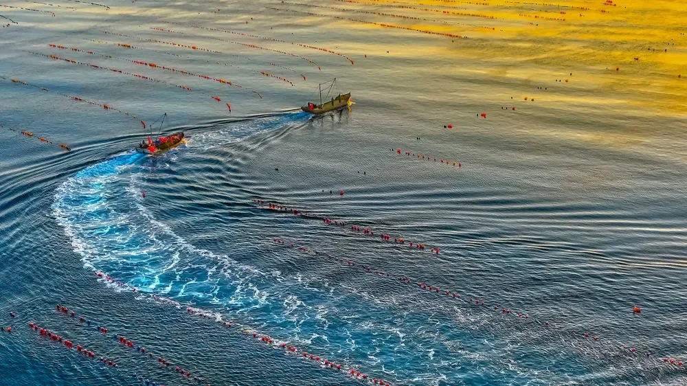 🐟潜入深海：渔业养殖的趣味科普🌊