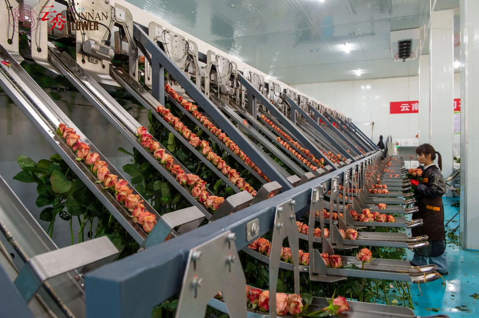 设施农业下盛开的云南鲜花-采后加工篇