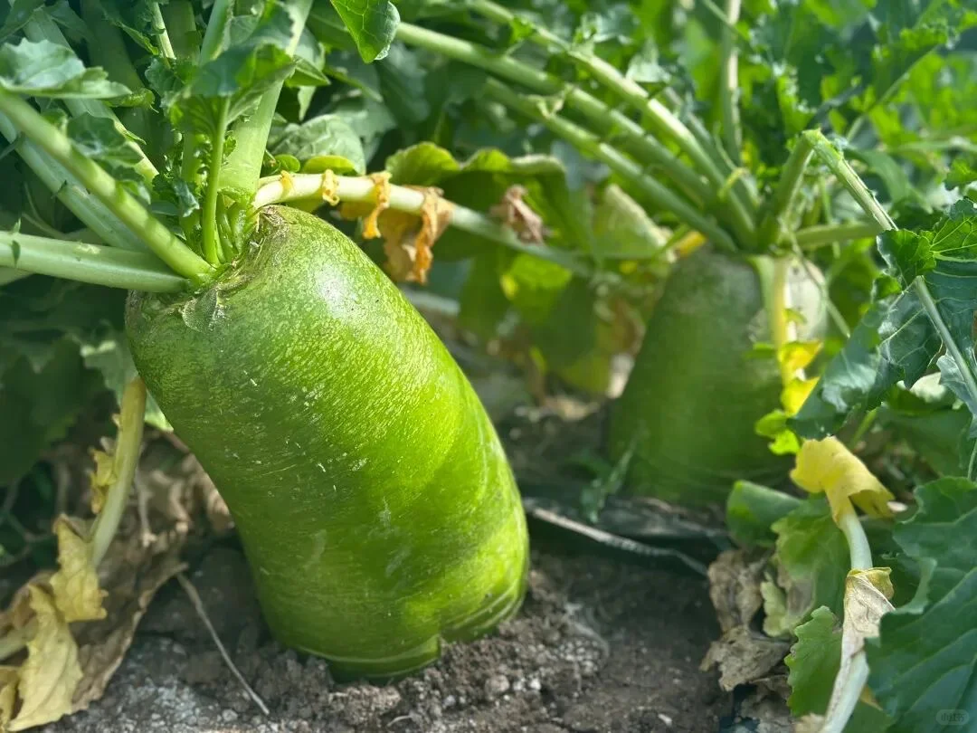 🍂 秋日丰收图鉴