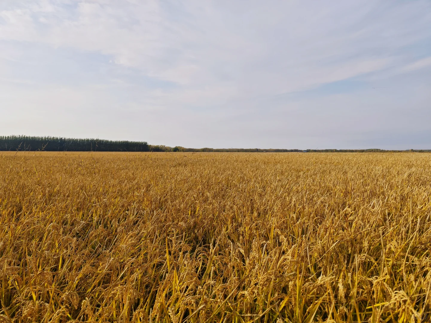 沃野千里，丰收在望