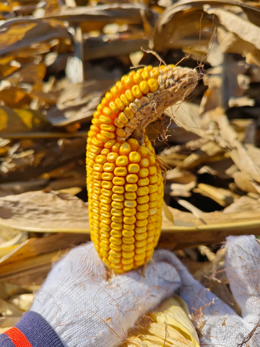 从掰苞米中学习到