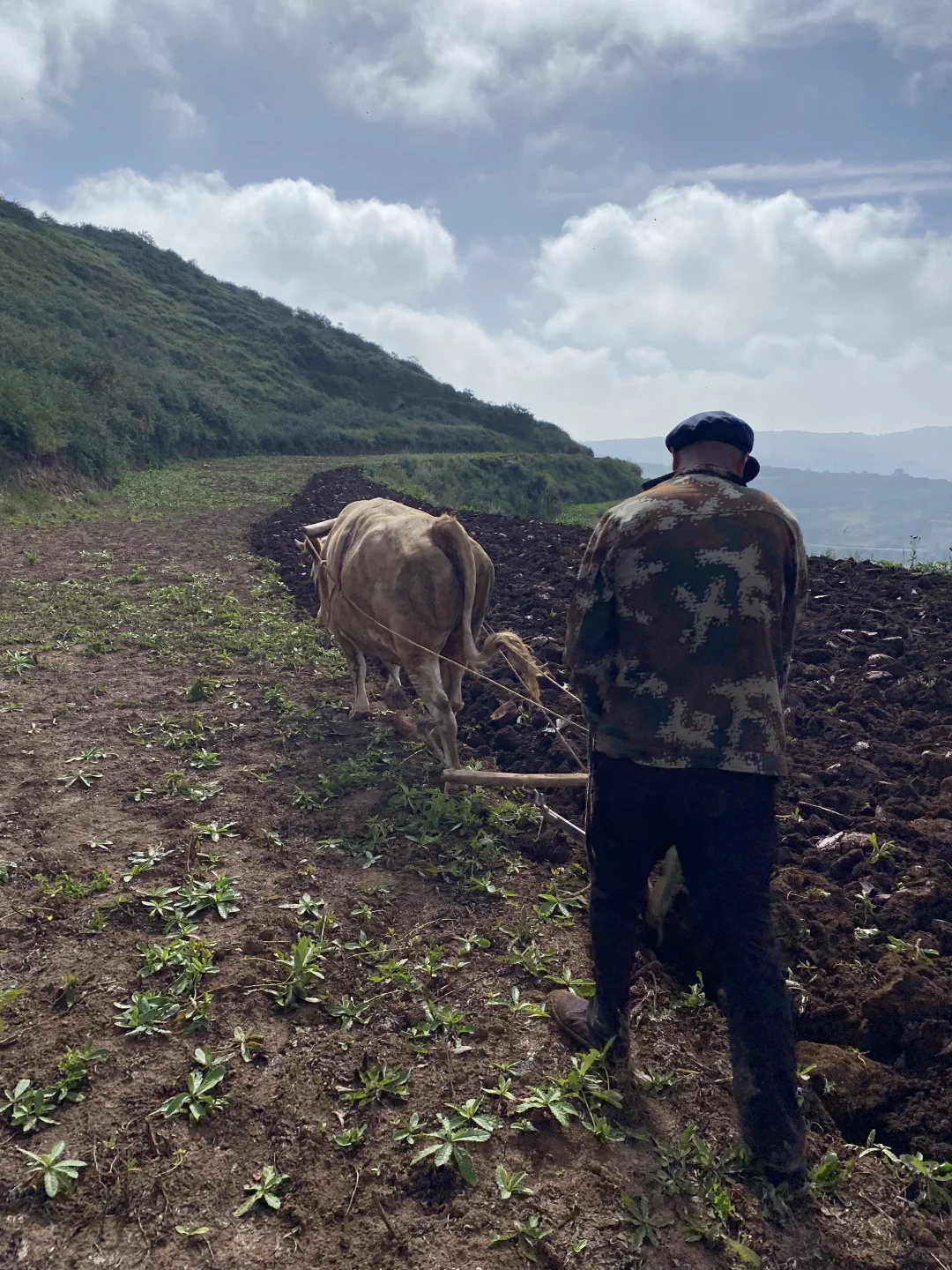 不想在大城市做牛马？那就回家种地！