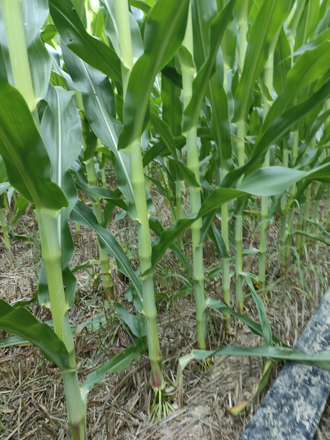 日出而作，日入而息。一点都不好