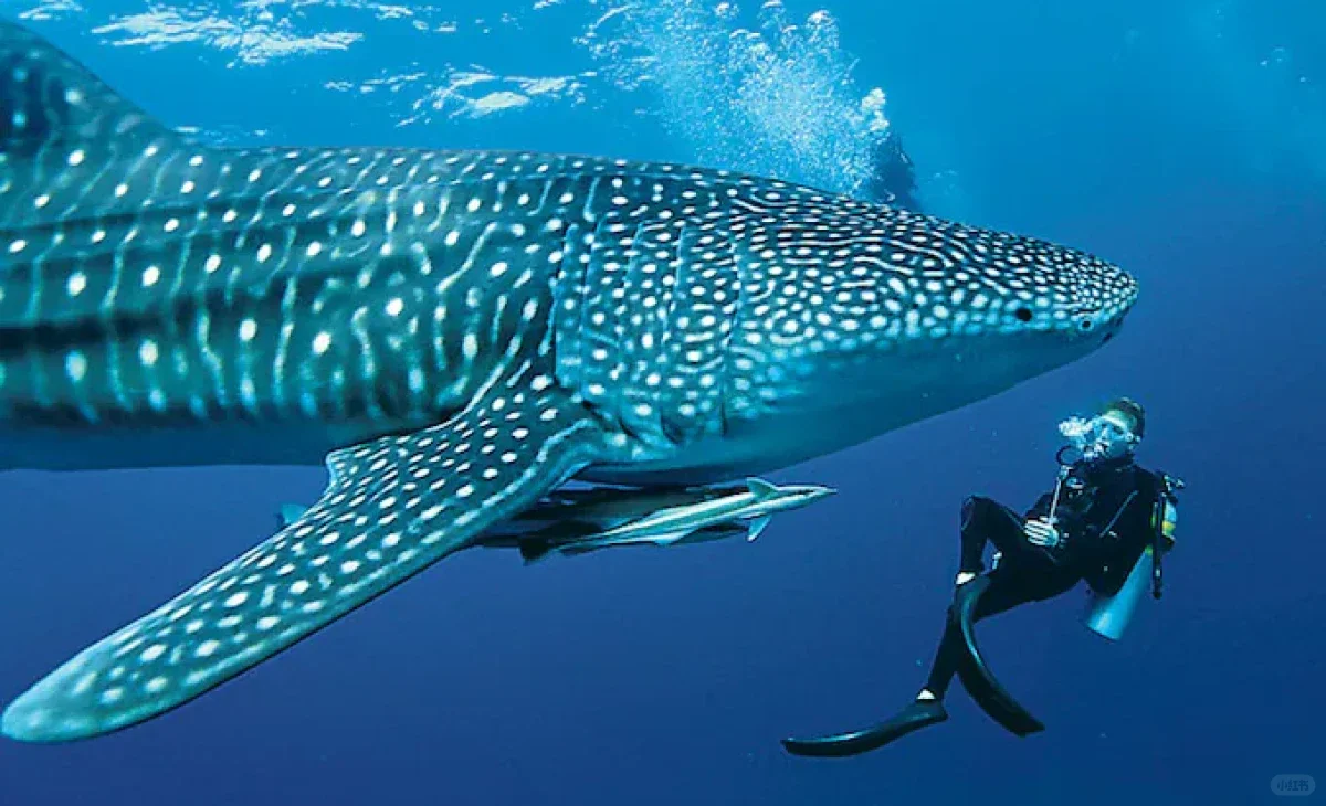 马尔代夫获CITES批准,将鲸鲨列入附录一