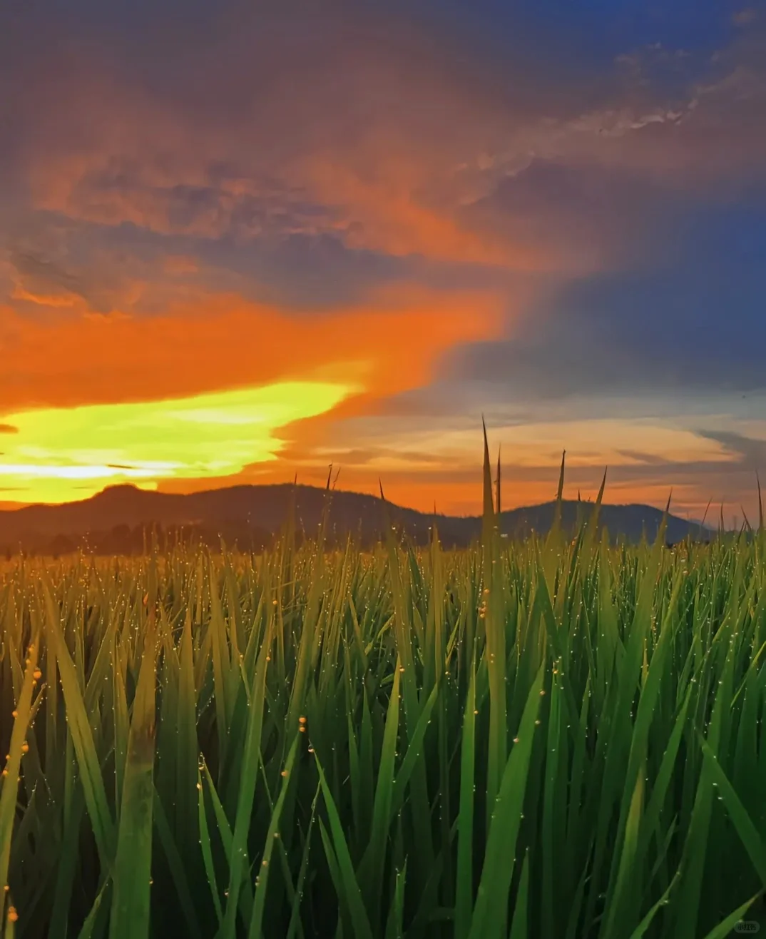 读“一号文件”,悟“三农”之重