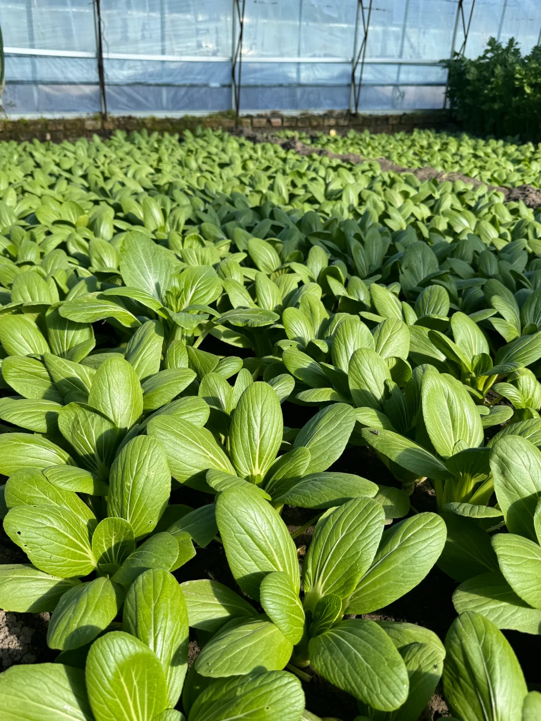 十二月也要加油哦