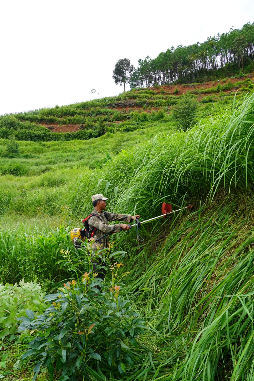 坚持人工除草！是新农人的第一步坚守……