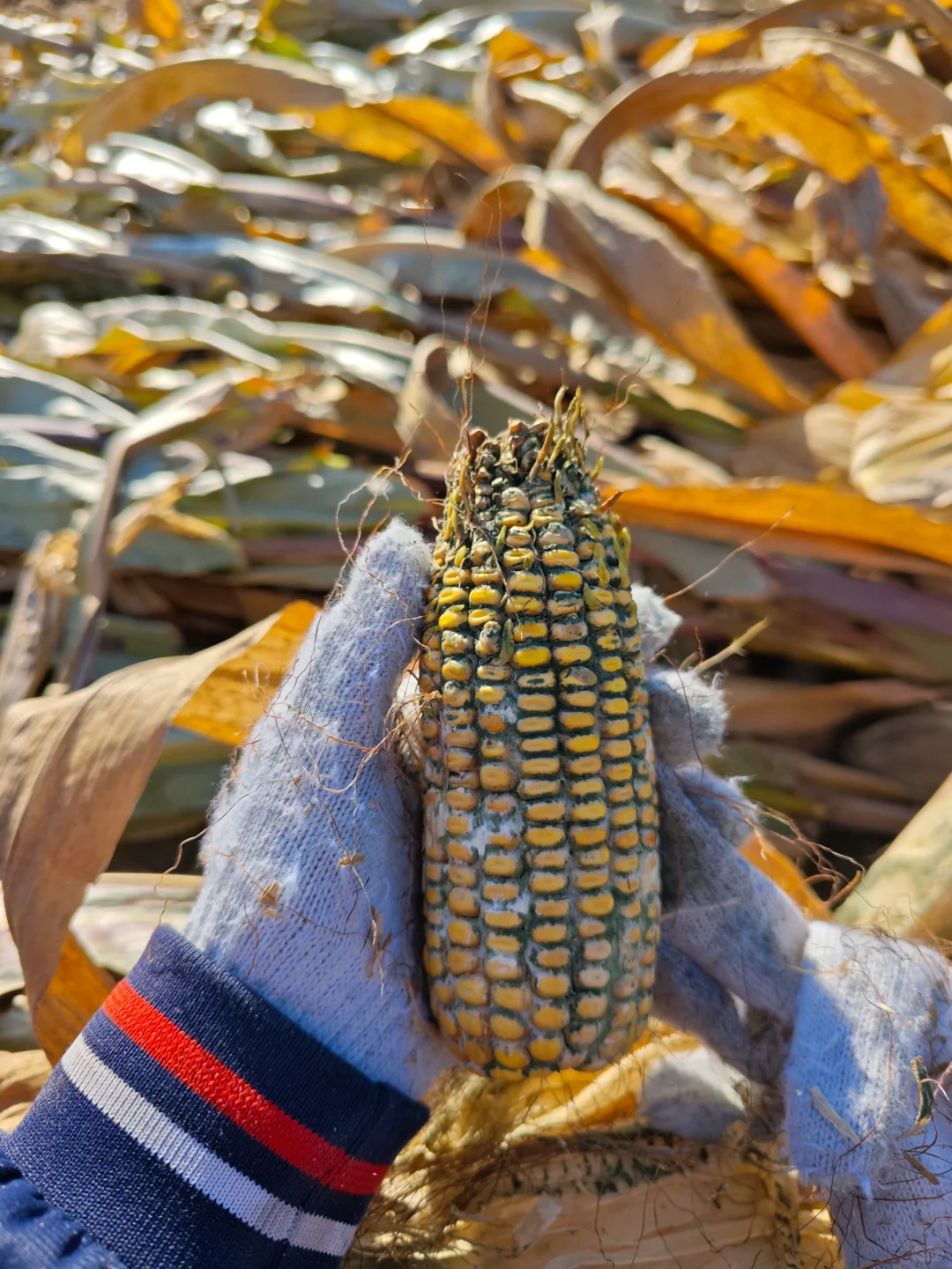 从掰苞米中学习到