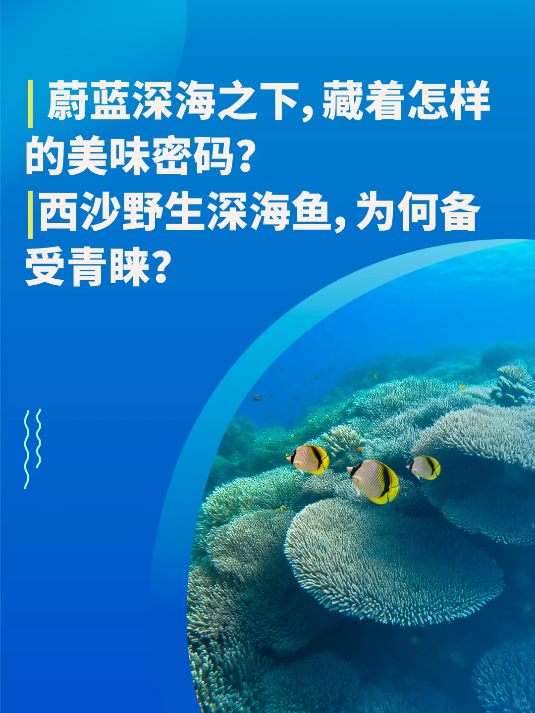 西沙渔荻–深海的珍馐馈赠