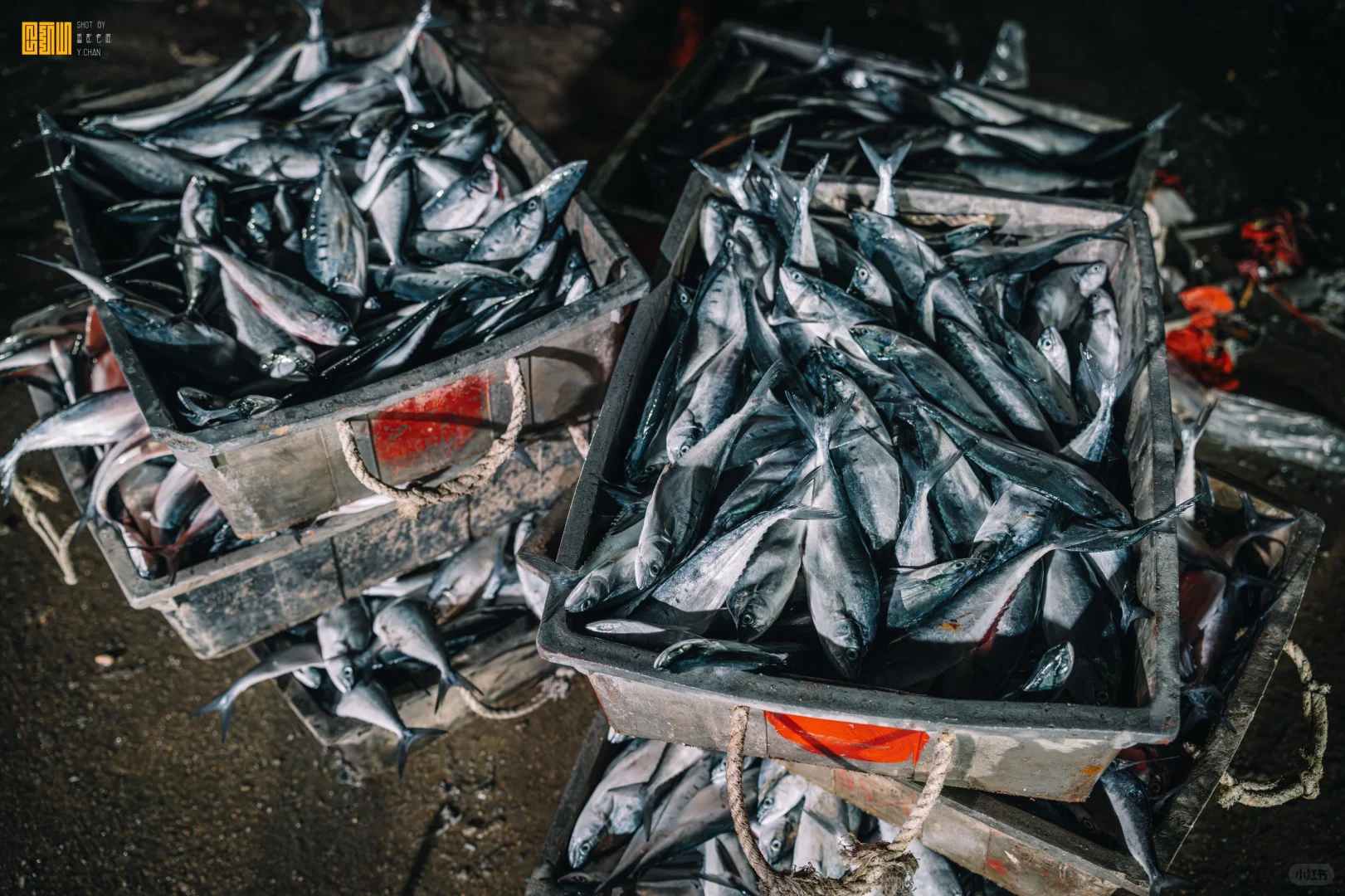 凌晨三点的渔村温度