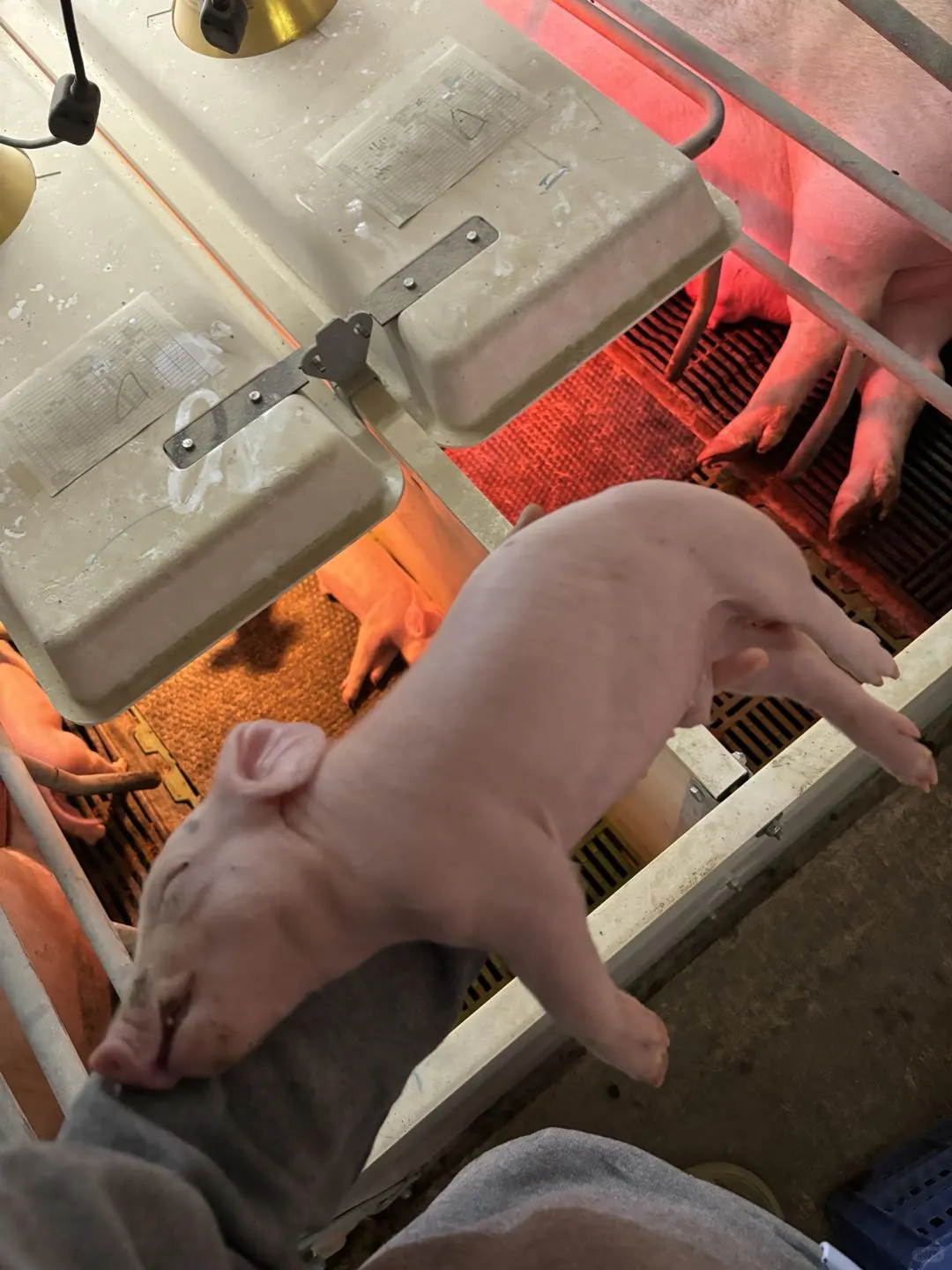 猪场离职半年，才发现所谓的自由只是你一厢