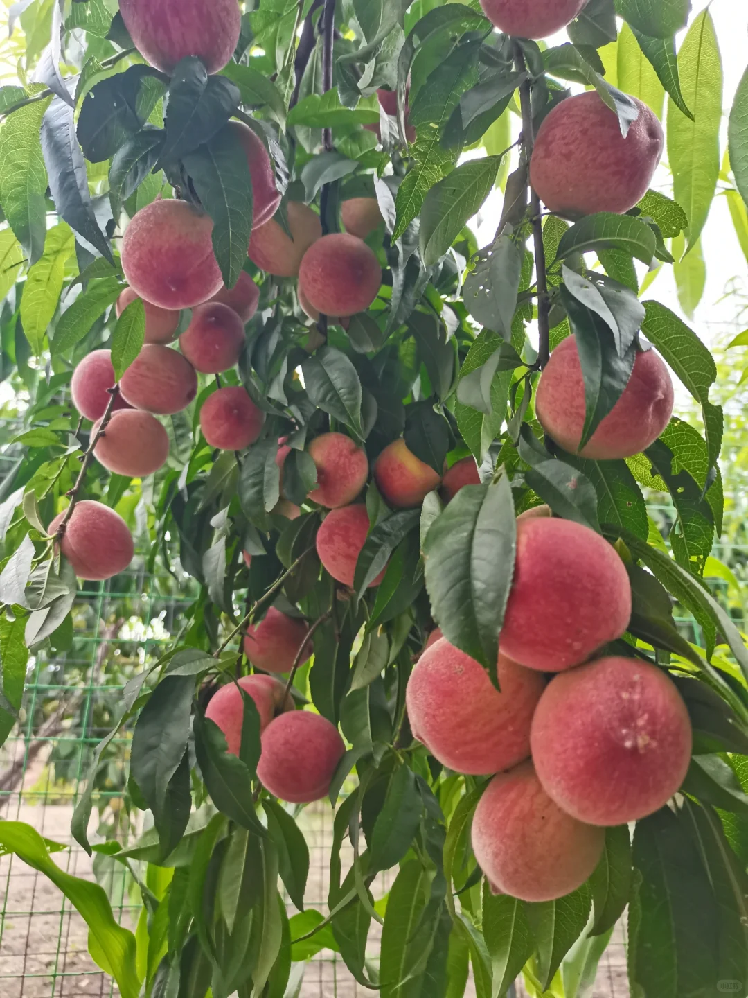 早知道超市十几块一斤，我就背回苏州卖了！