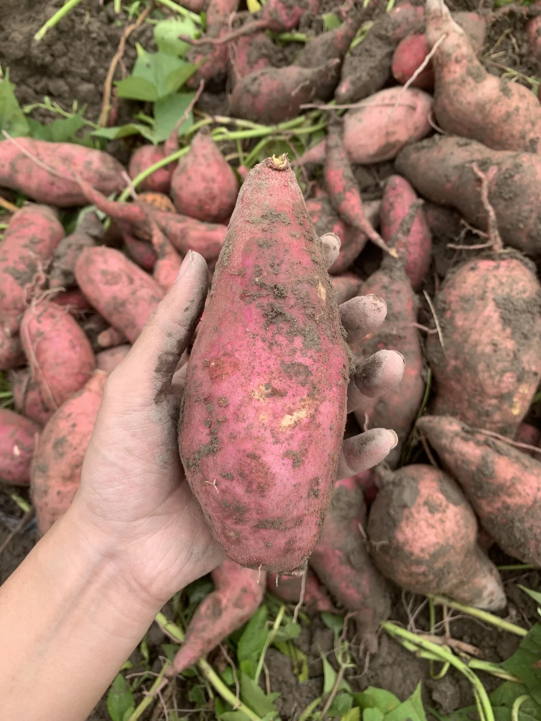 红薯大丰收！！！