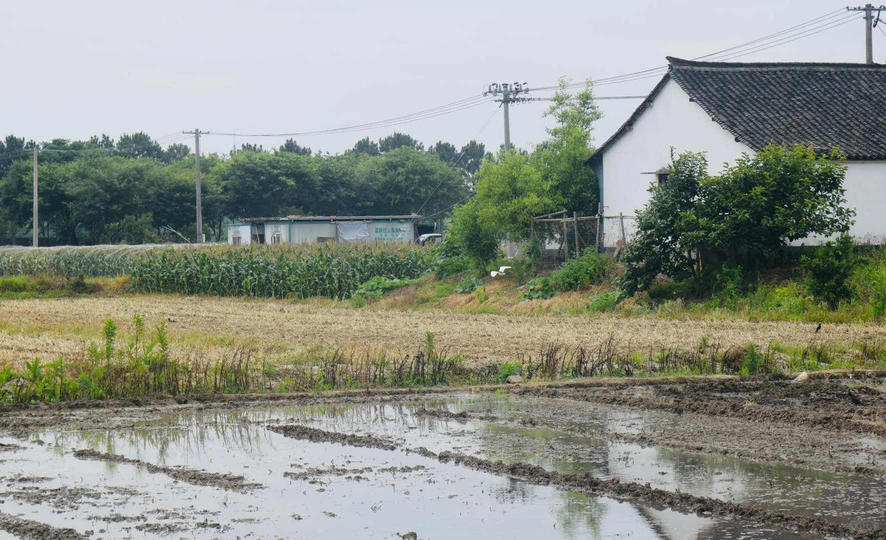 生态农场的机械困境：抢不过大户｜稻蚕共生