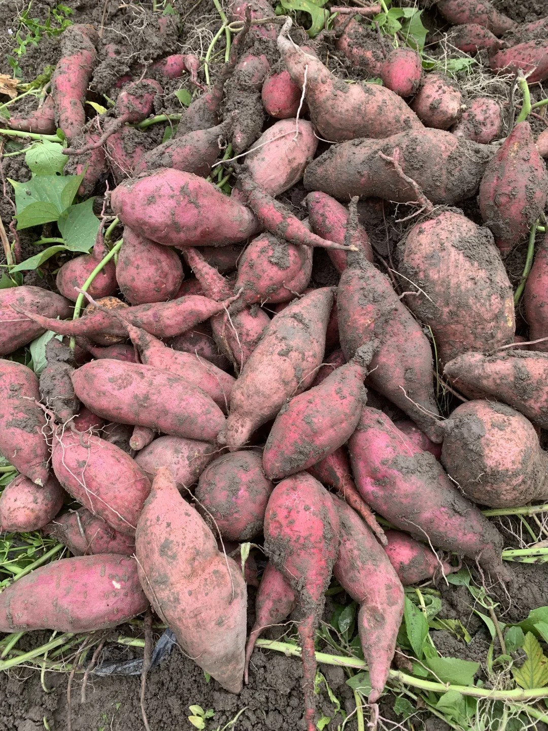 红薯大丰收！！！